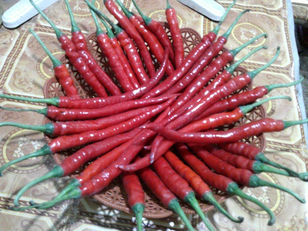 Cabai Merah Keriting