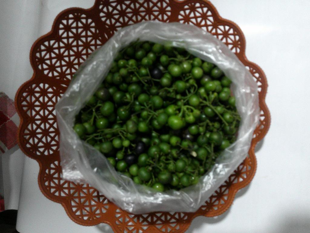 Leunca Segar